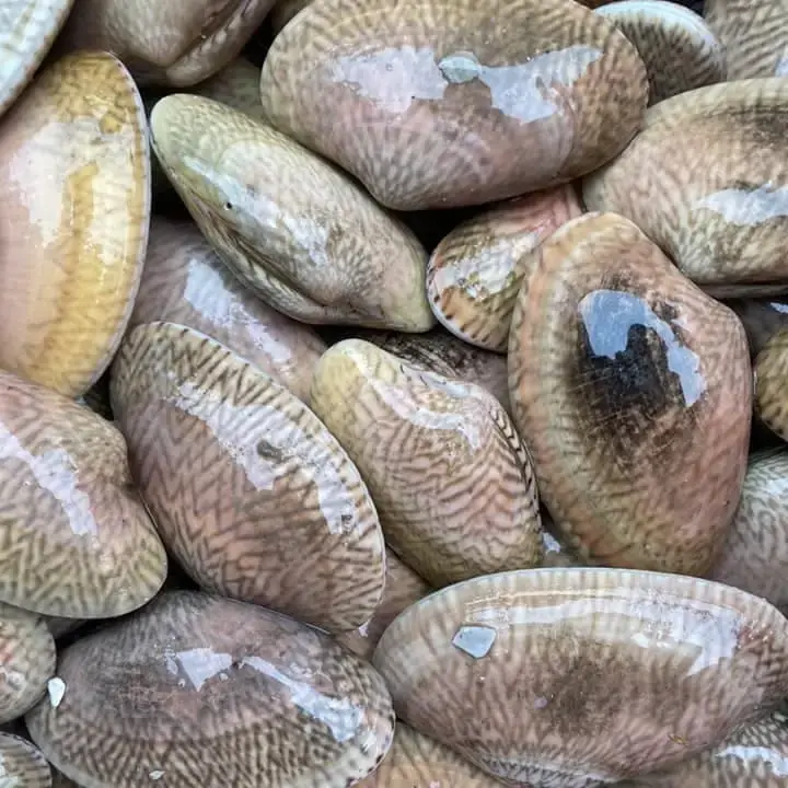 Ngao Hoa Tươi Sống Size 80-100 Con/Kg