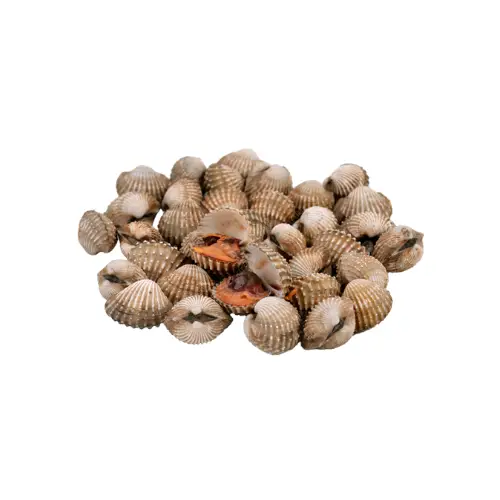 Sò Huyết Tươi Ngon Size 20-30 Con/Kg