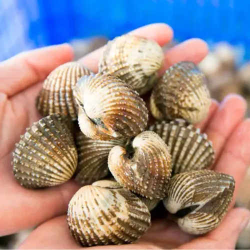 Sò Huyết Tươi Ngon Size 20-30 Con/Kg