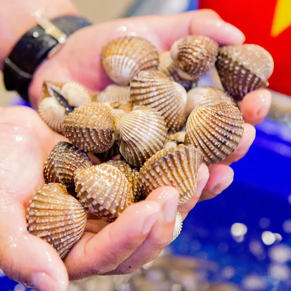 Sò Huyết Tươi Ngon Size 30-40 Con/Kg