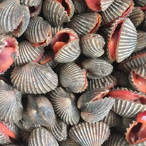 Sò Huyết Tươi Ngon Size 40-50 Con/Kg 