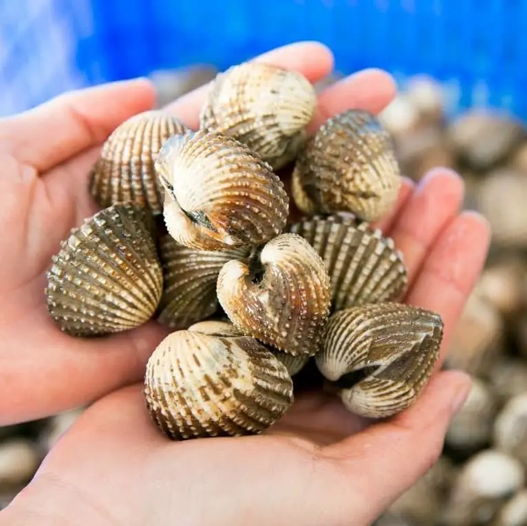 Sò Huyết Tươi Ngon Size 40-50 Con/Kg 