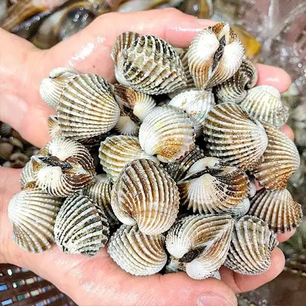 Sò Huyết Tươi Ngon Size 80-100 Con/Kg 