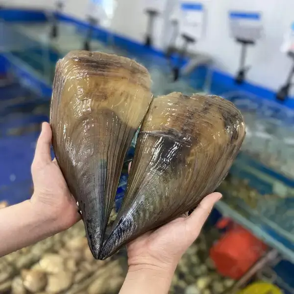 Sò Mai Tươi Sống Size 4-6 Con/Kg