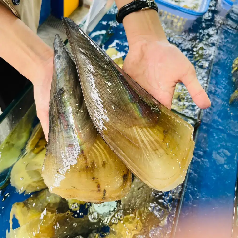 Sò Mai Tươi Sống Size 4-6 Con/Kg