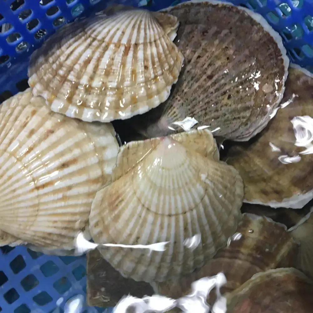 Sò Điệp Tươi Sống Size 15-20 Con/Kg