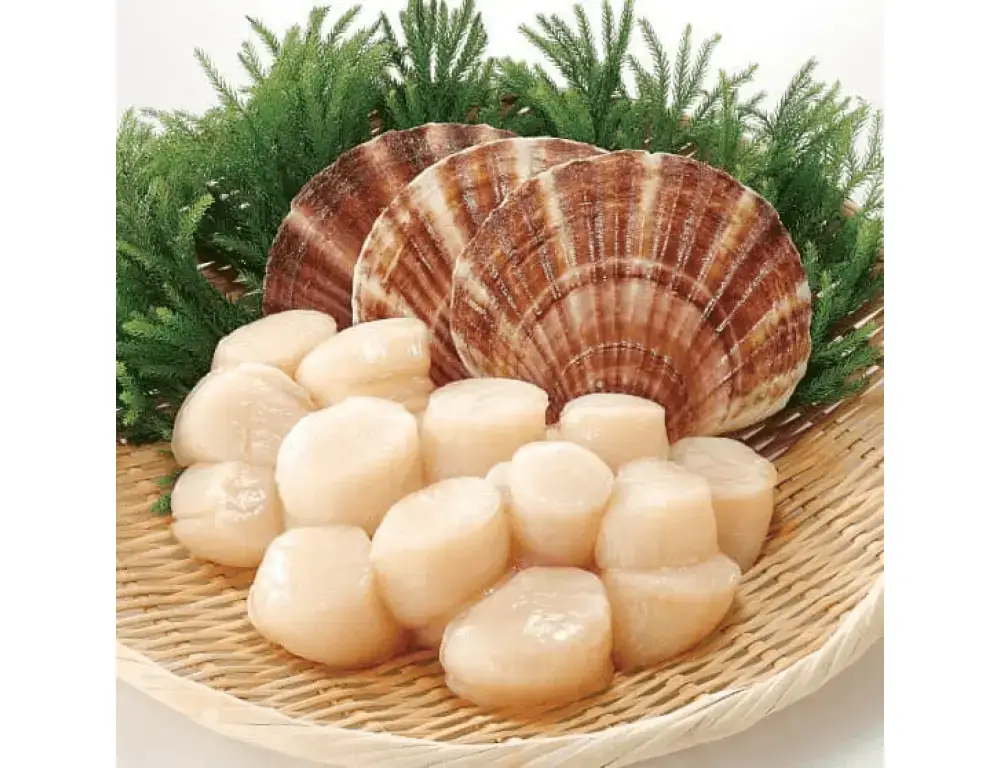 Sò Điệp Tươi Sống Size 20-25 Con/Kg