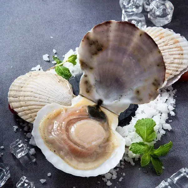 Sò Điệp Tươi Sống Size 20-25 Con/Kg