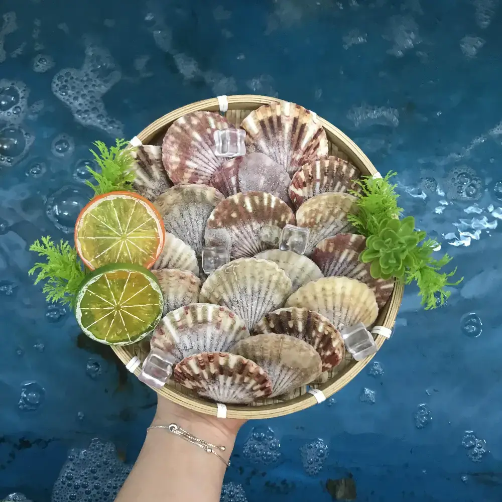 Sò Điệp Tươi Sống Size 30-40 Con/Kg