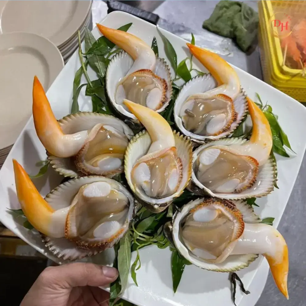 Sò Dương Tươi Sống Loại 1 Size 4-5 Con/Kg