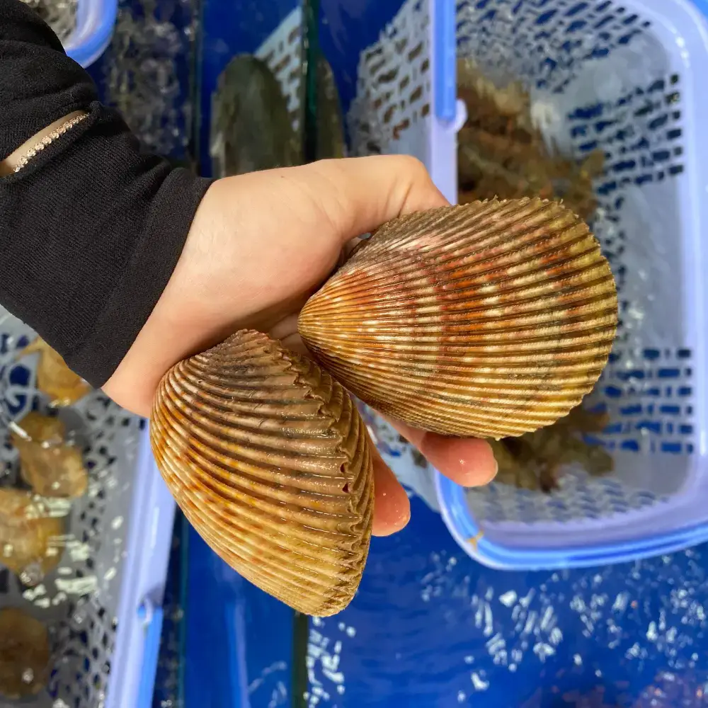 Sò Dương Tươi Sống Loại 1 Size 4-5 Con/Kg