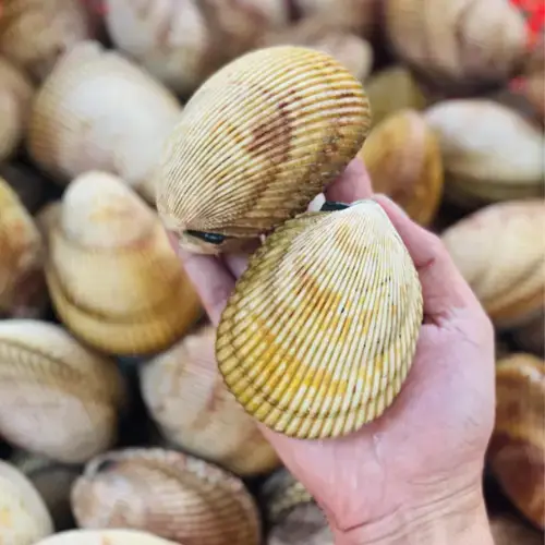 Sò Dương Tươi Sống Loại 1 Size 6-7 Con/Kg