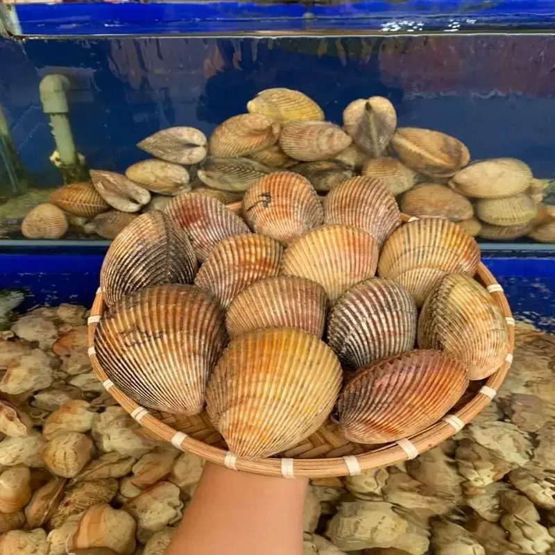 Sò Dương Tươi Sống Loại 1 Size 6-7 Con/Kg