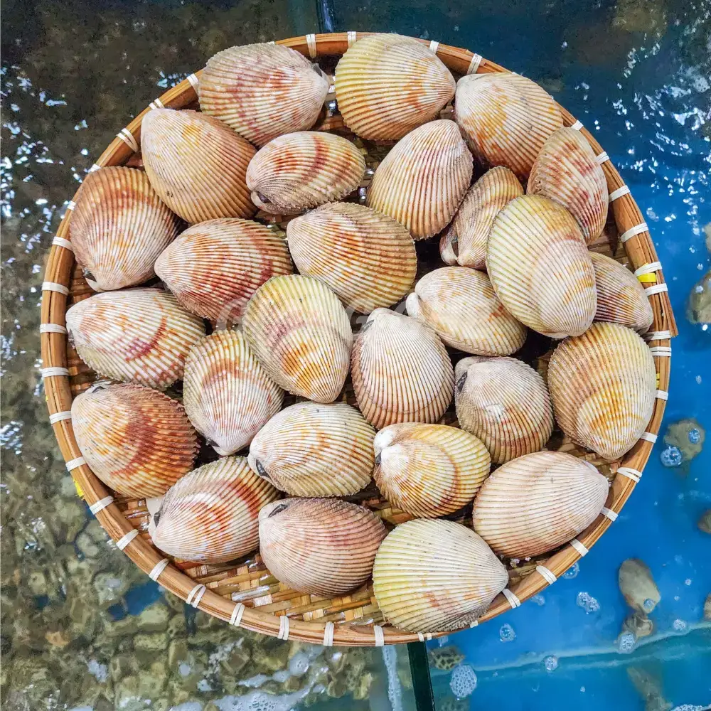 Sò Dương Tươi Sống Loại 1 Size 8-10 Con/Kg