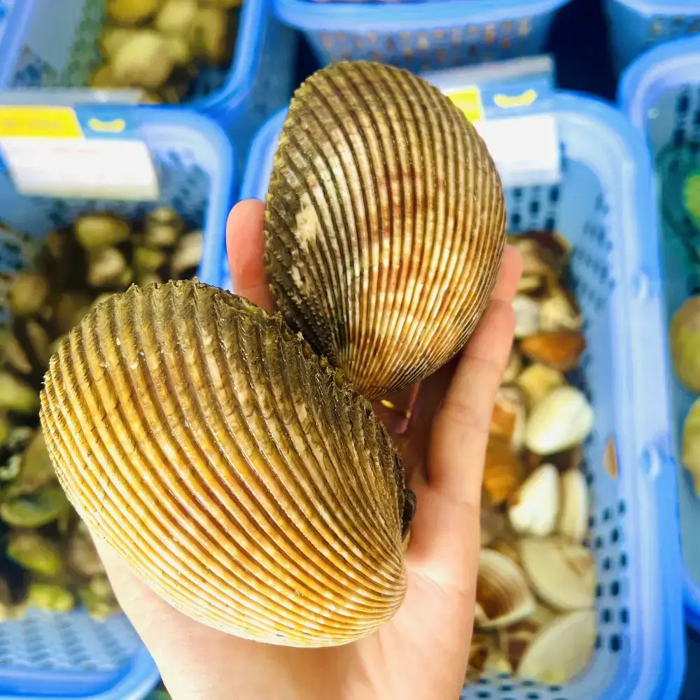 Sò Dương Tươi Sống Loại 1 Size 8-10 Con/Kg