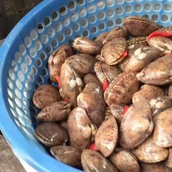 Sò Lụa Tươi Sống Size 20-30 Con/Kg