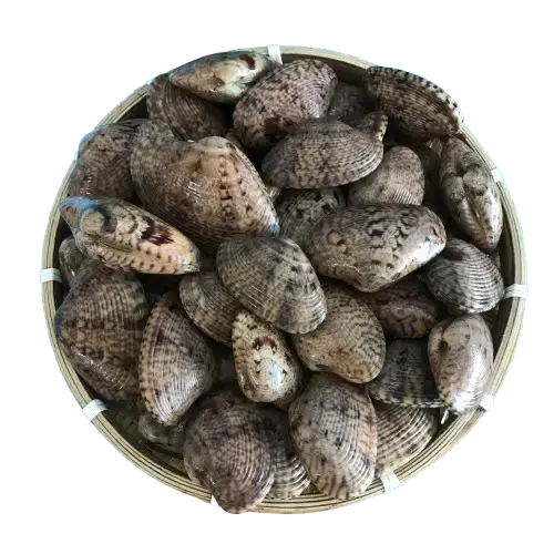 Sò Lụa Tươi Sống Size 20-30 Con/Kg