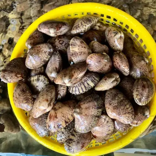 Sò Lụa Tươi Sống Size 40-50 Con/Kg 