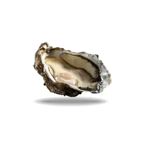 Hàu Sữa Tươi Sống Loại 1 Size 12-15 Con/Kg