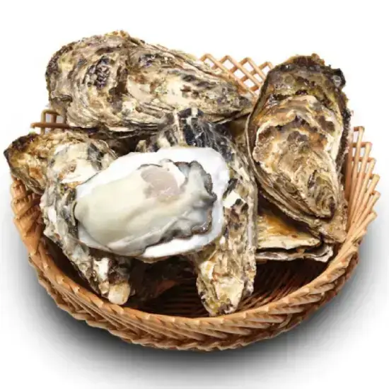 Hàu Sữa Tươi Sống Loại 1 Size 12-15 Con/Kg