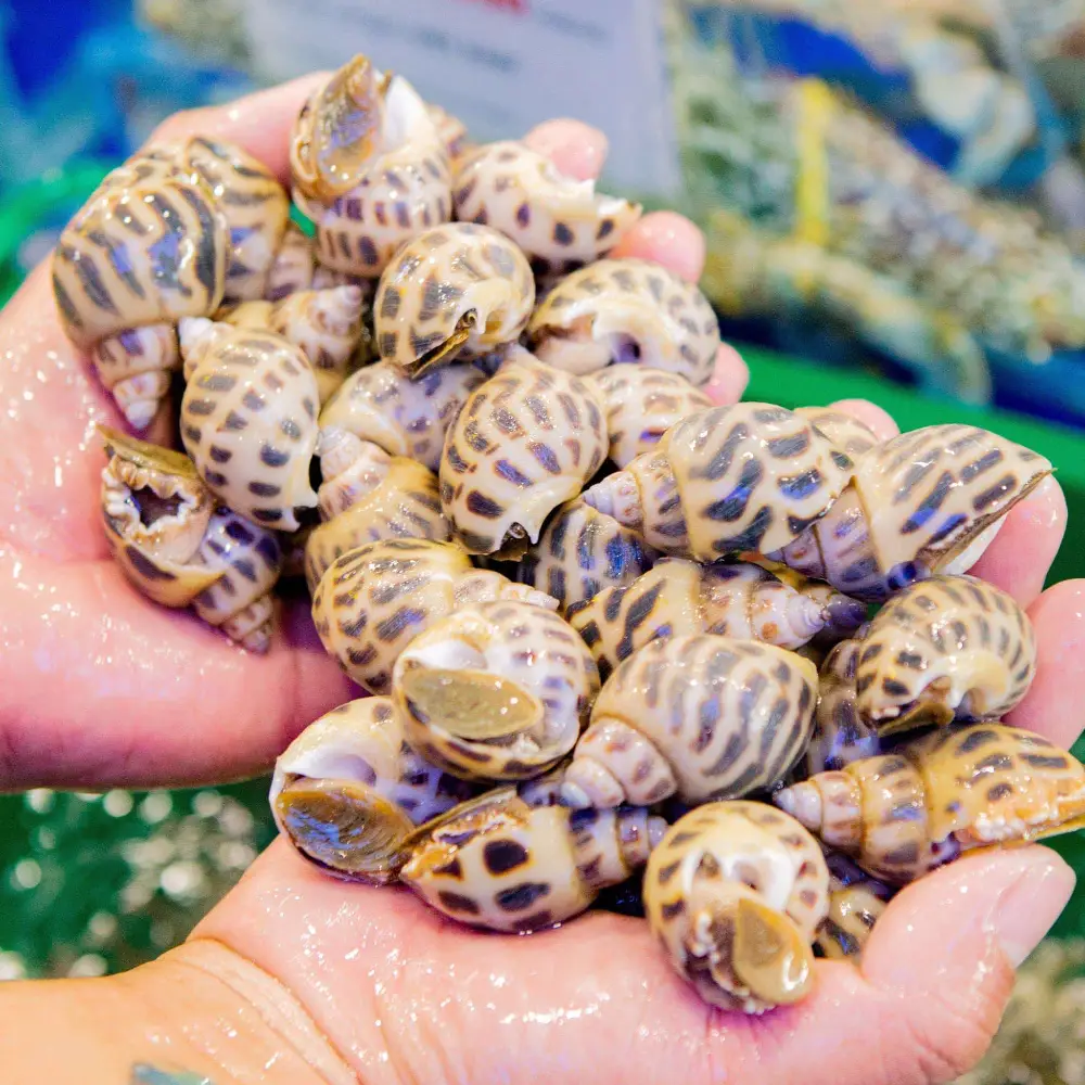 Ốc Hương Tươi Sống Size Cồ 