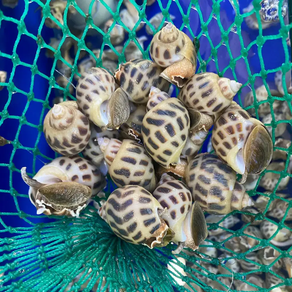 Ốc Hương Tươi Sống Size 20-30 Con/Kg