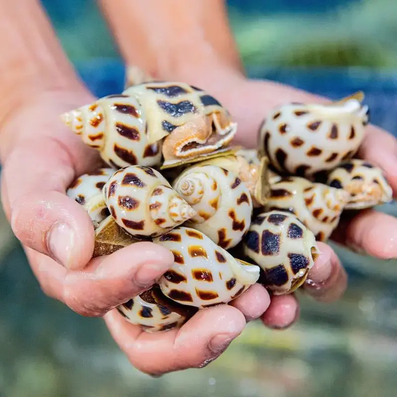 Ốc Hương Tươi Sống Size 70-90 Con/Kg