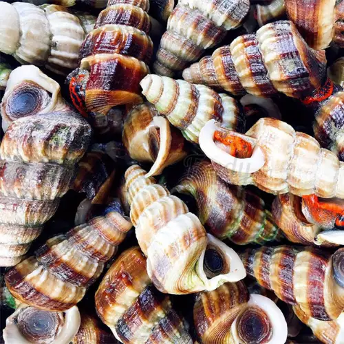 Ốc Len Tươi Sống Giá Tốt 