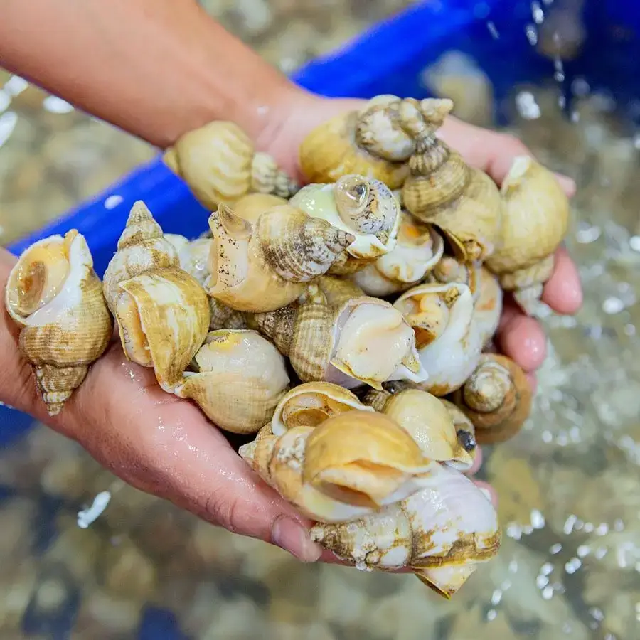 Ốc Bulot Tươi Sống Giá Tốt 