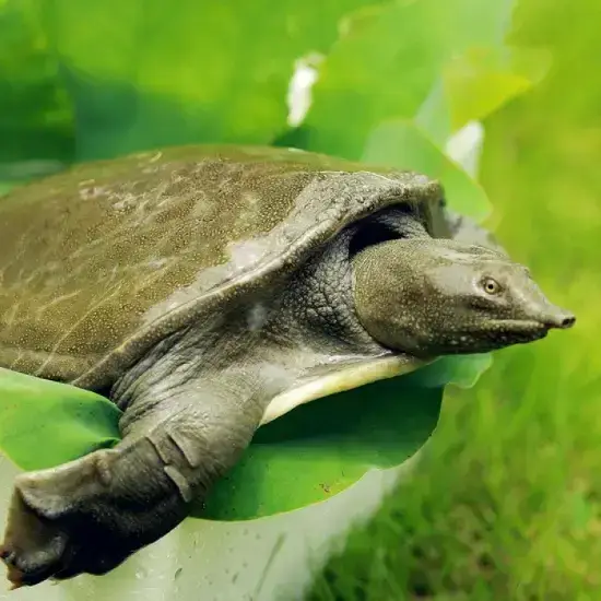 Ba Ba Thịt Tươi Sống Giá Tốt