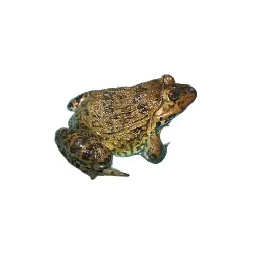 Ếch Thịt Tươi Sống Loại 1