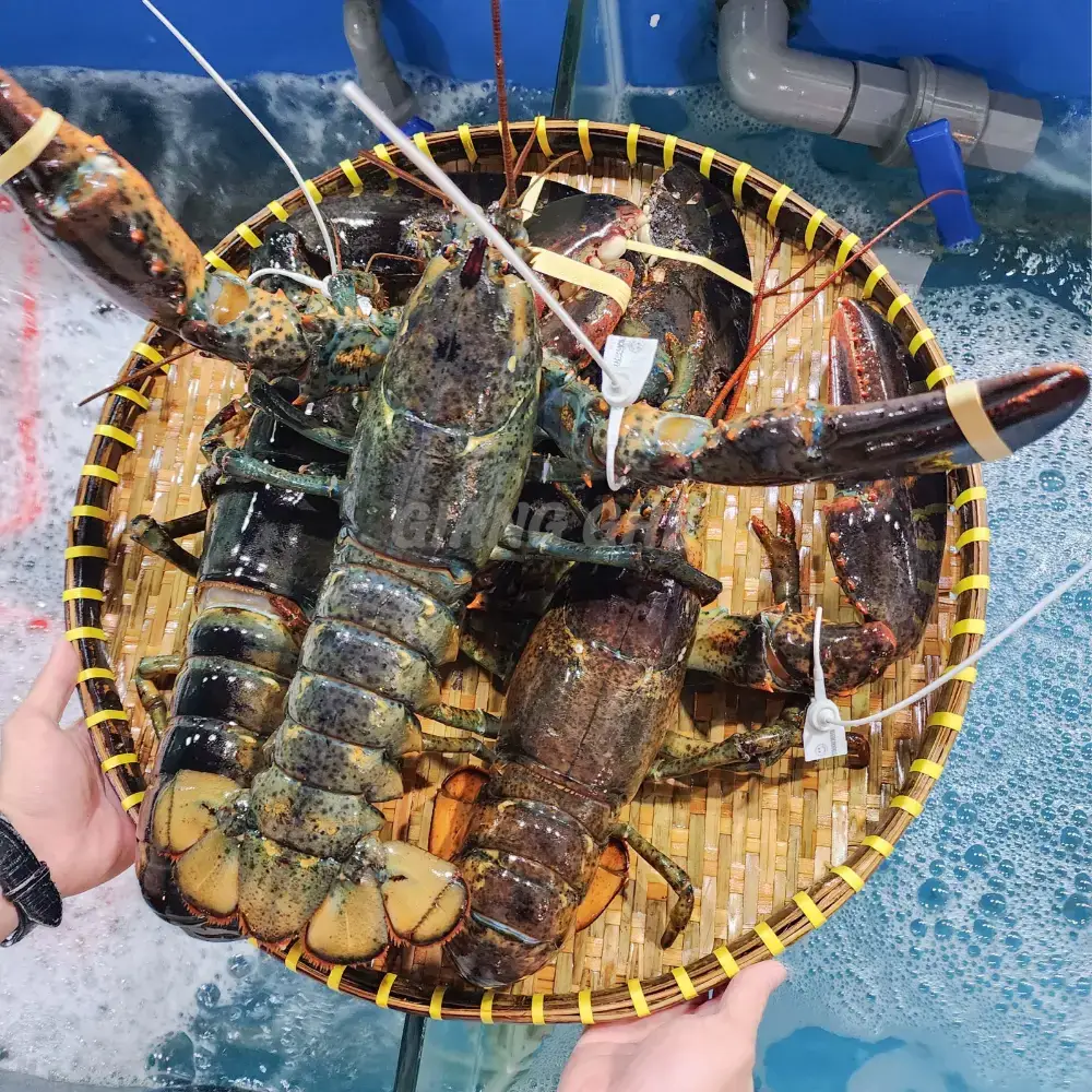 Tôm Hùm ALASKA Tươi Sống Giá Tốt 