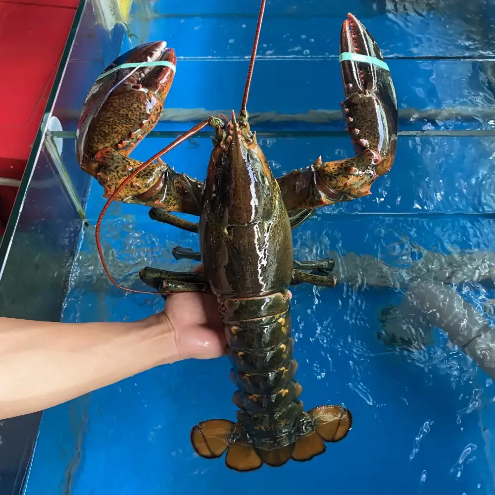 Tôm Hùm ALASKA Tươi Sống Giá Tốt 