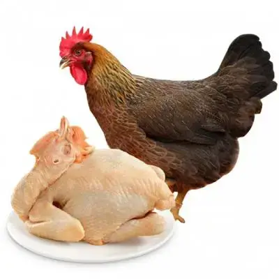 Gà Thả Vườn Làm Sạch