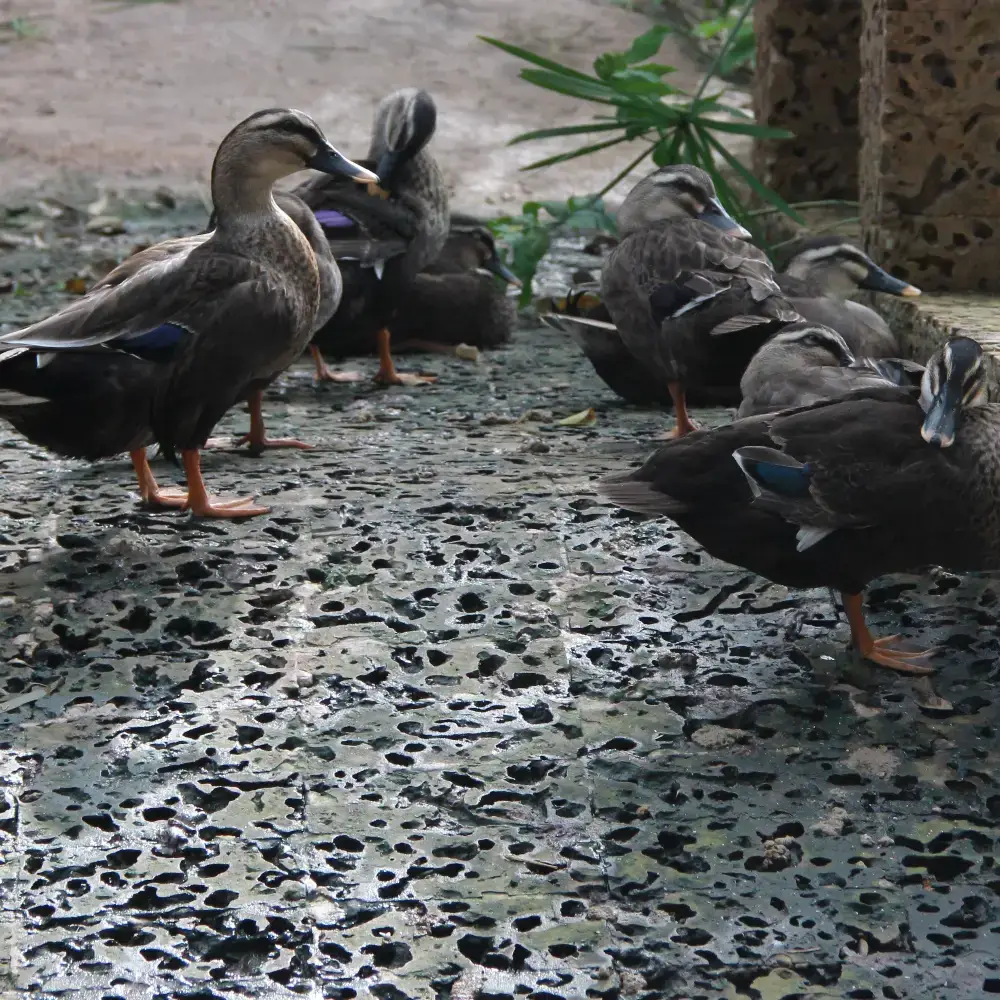 Vịt Cỏ Thịt Làm Sạch Tươi Ngon