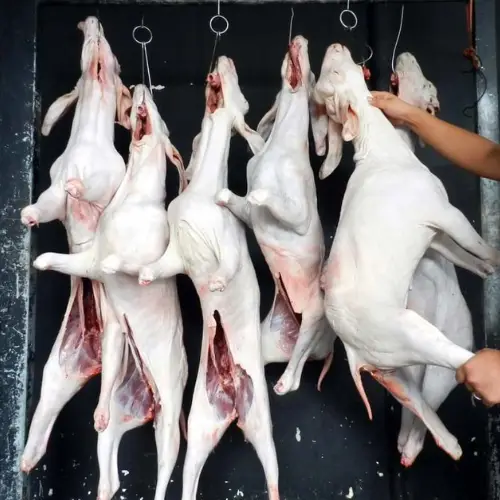 Dê Tươi Móc Hàm Tươi Sống Giá Tốt