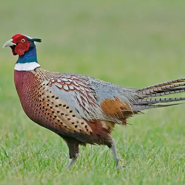 Chim Trĩ Thịt Làm Sạch Tươi Ngon